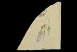 Cretaceous Fossil Shrimp - Lebanon #154554-1